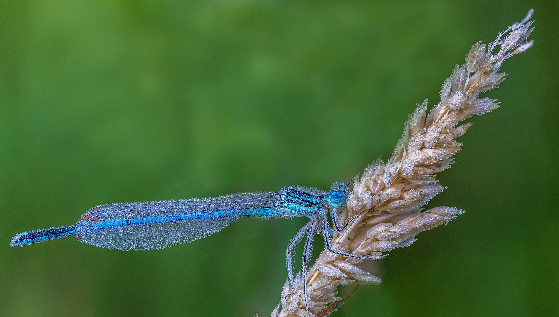 Kleinlibelle mit Tautropfen