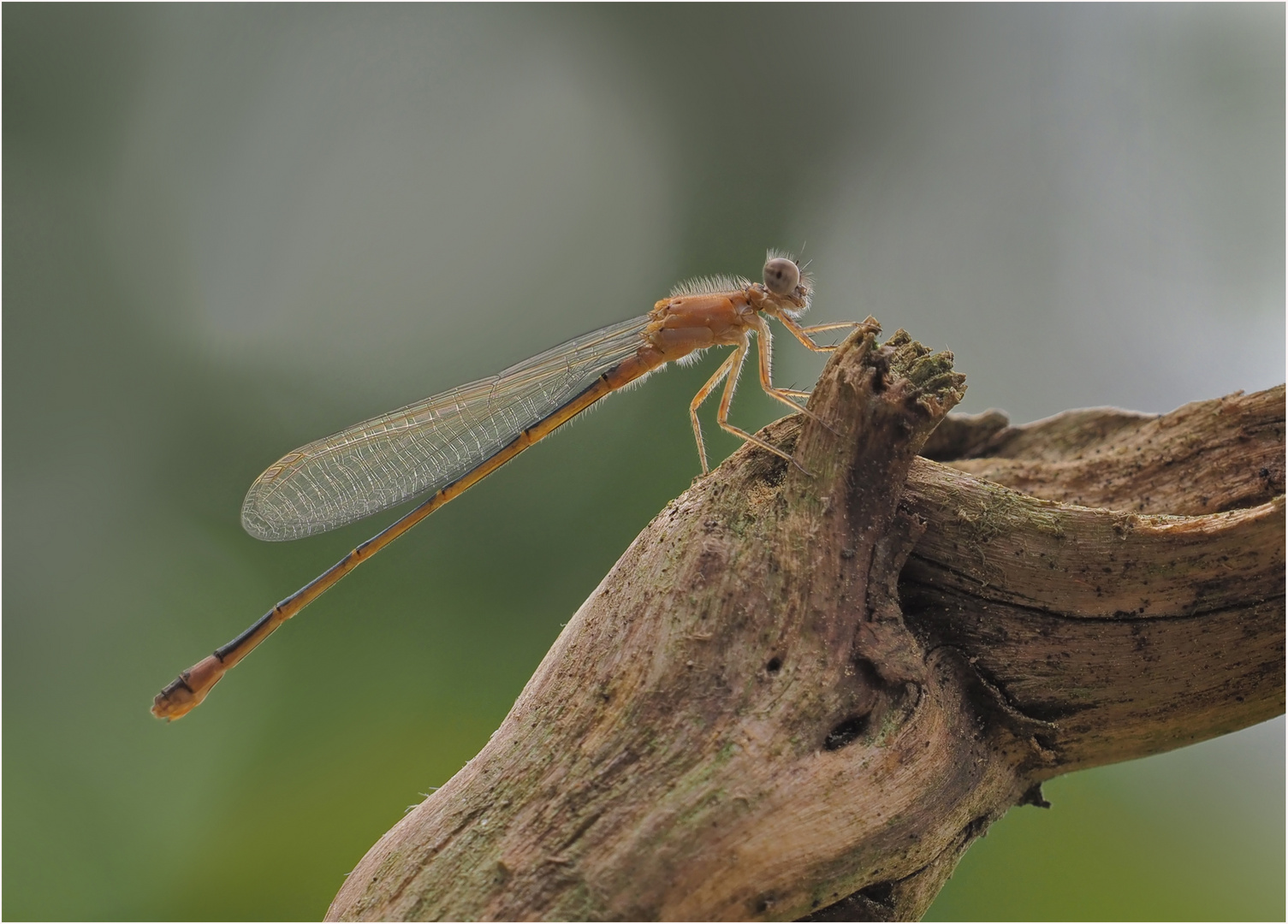 Kleinlibelle.....alles  im Griff