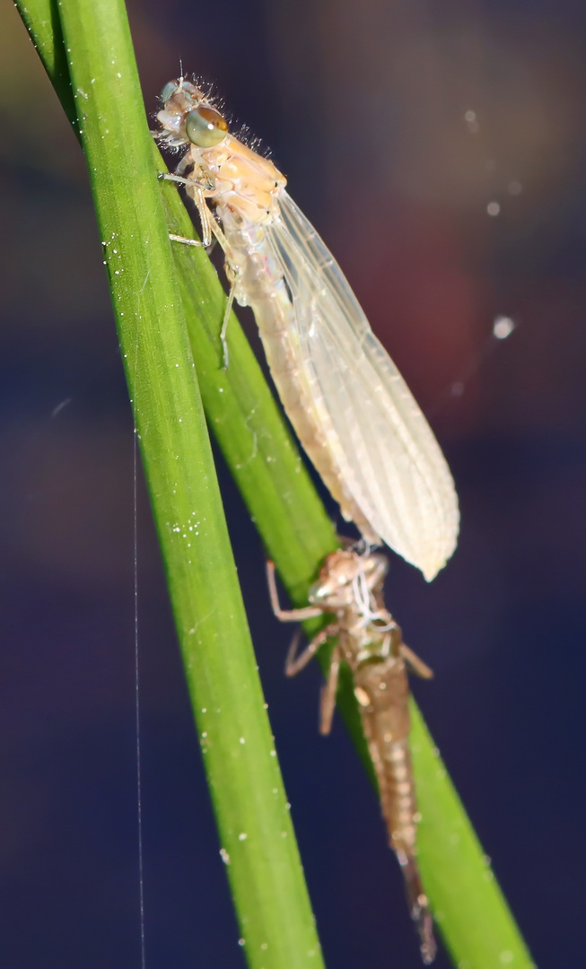 Kleinlibellen + 6 Bilder