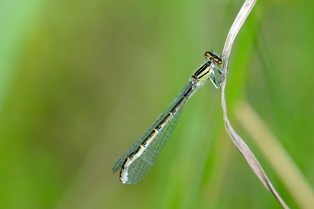 Kleinlibellen