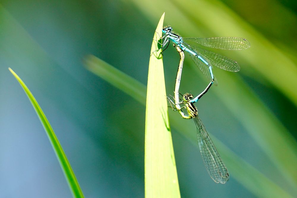 Kleinlibellen bei der Paarung