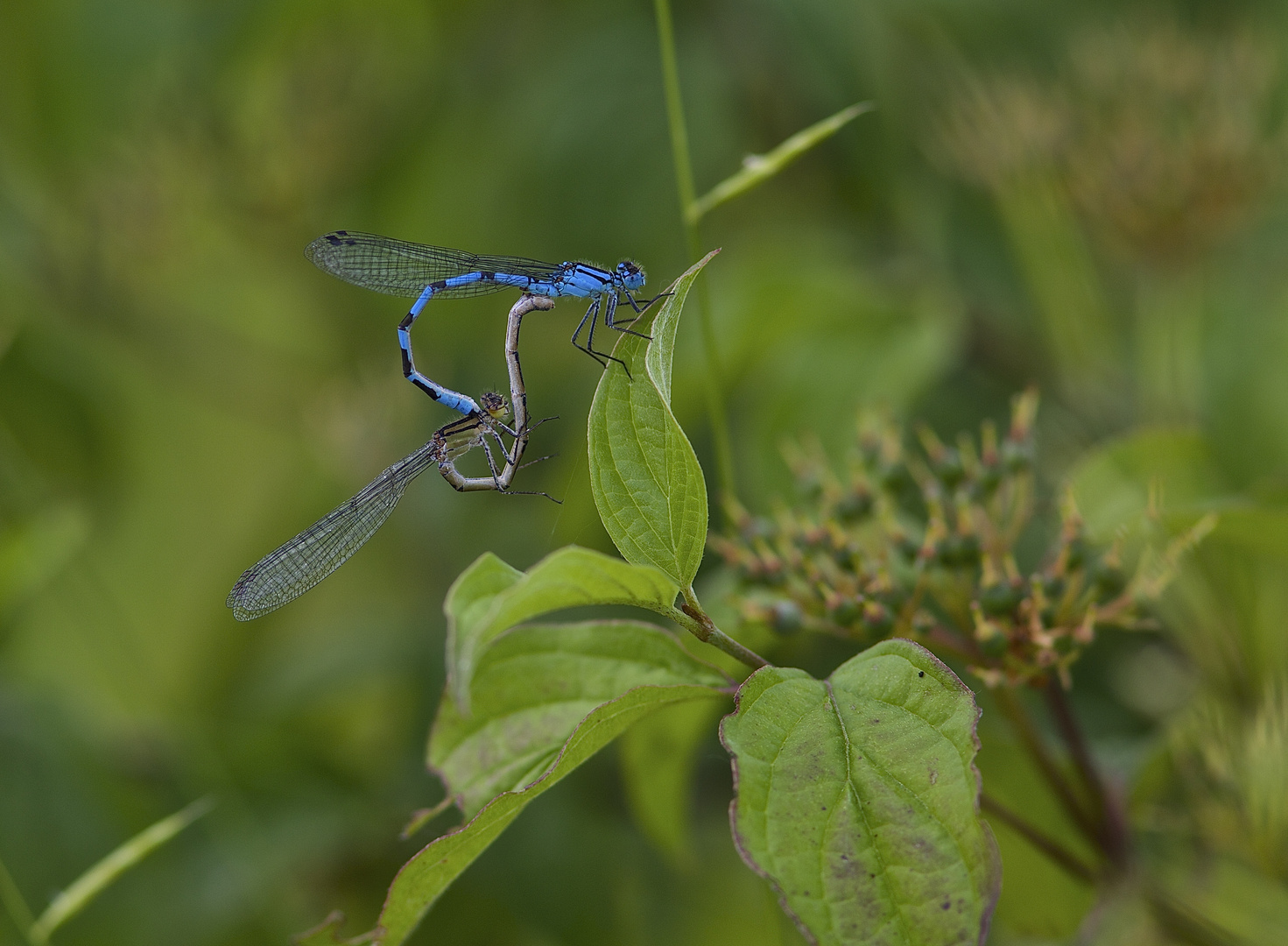 Kleinlibellen bei der Paarung