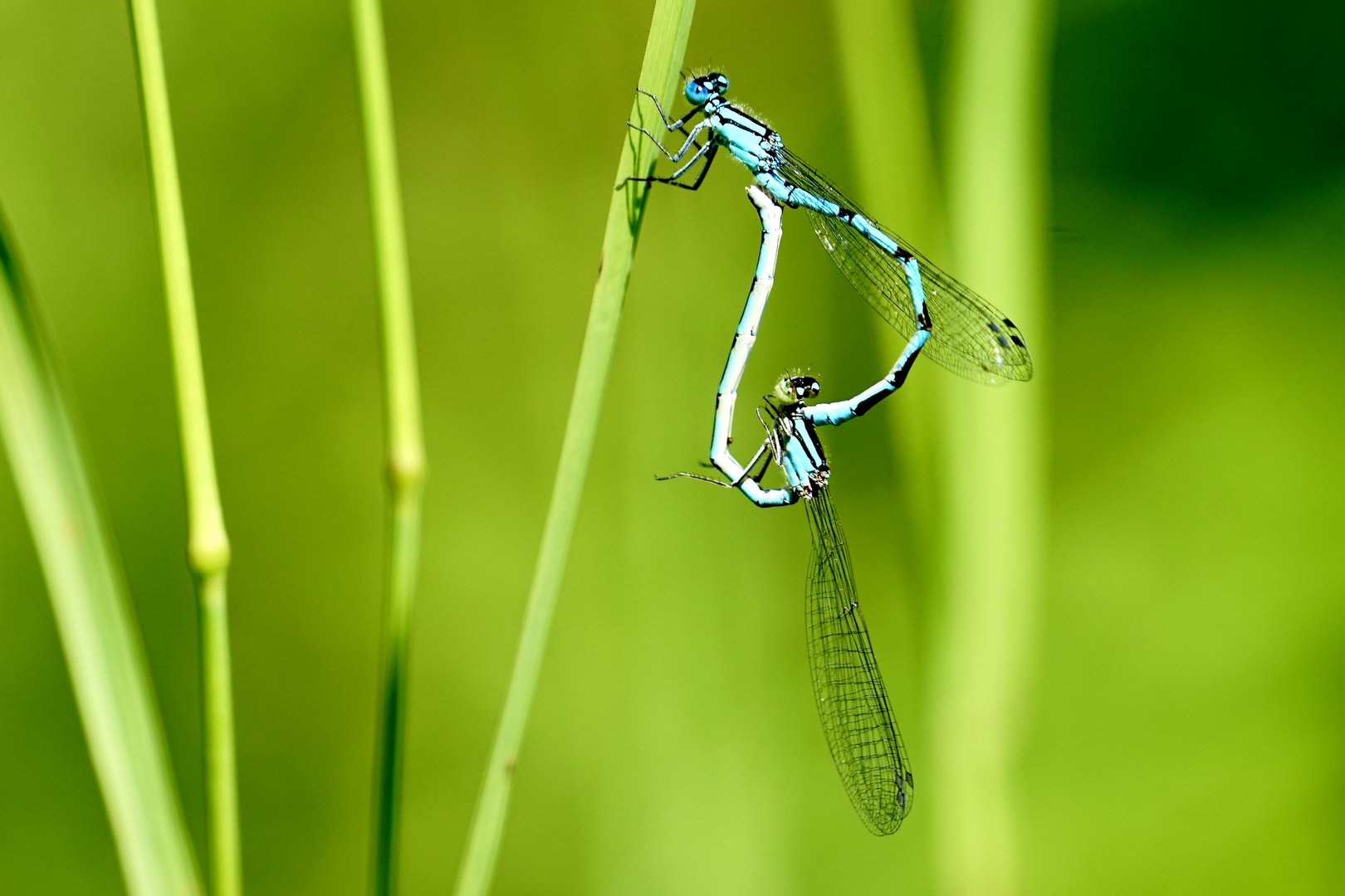 Kleinlibellen mit Paarungsrad