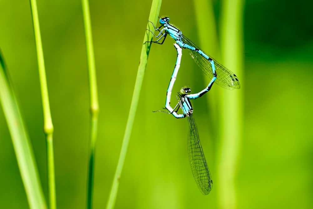 Kleinlibellen mit Paarungsrad