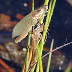 Kleinlibellen Nr.1