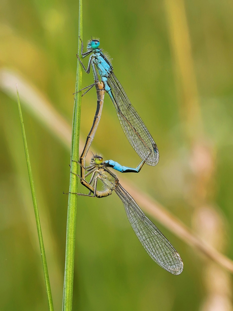 Kleinlibellen Paarung