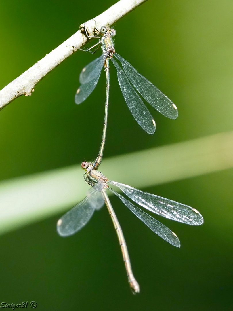 Kleinlibellen-Tandem