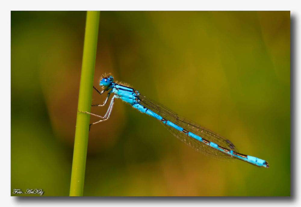 Kleinlibellen – Zygoptera