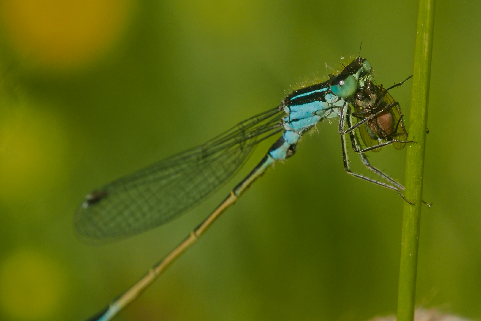 Kleinlibellen Zygoptera oder Gleichflügler beim Frühstück