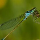 Kleinlibellen Zygoptera oder Gleichflügler beim Frühstück