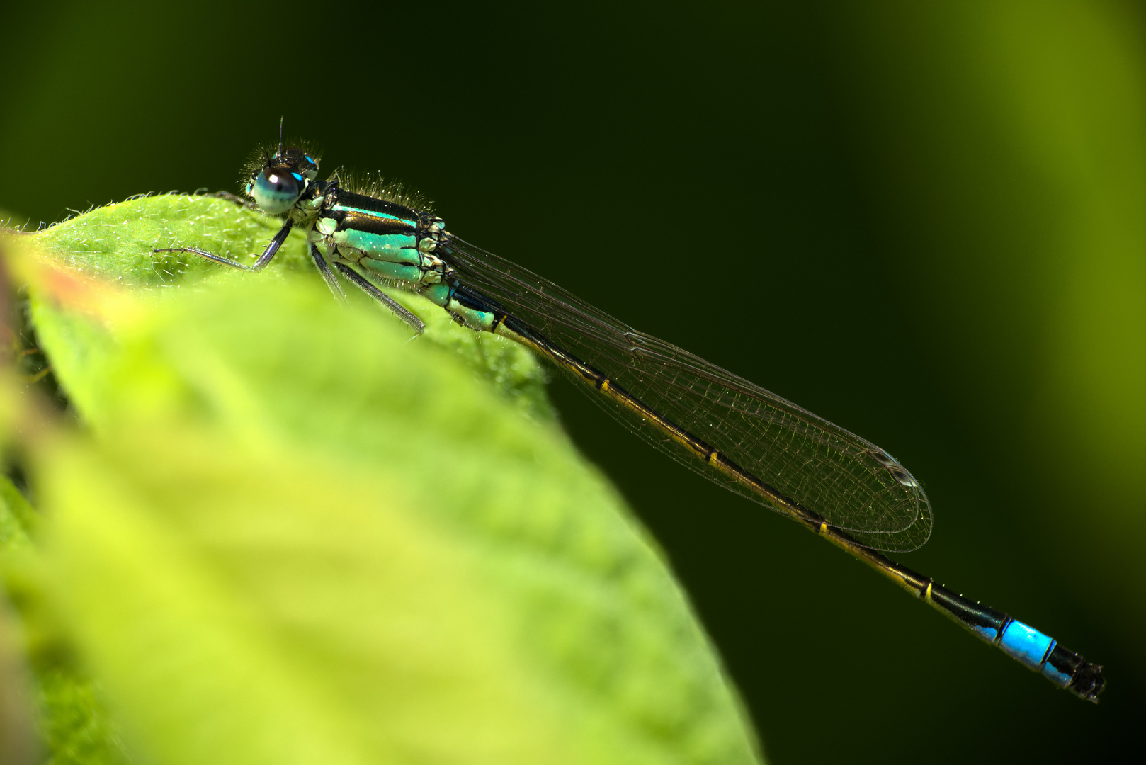 Kleinlibellen (Zygoptera=Gleichflügler)