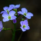 Kleinod am Wegesrand 