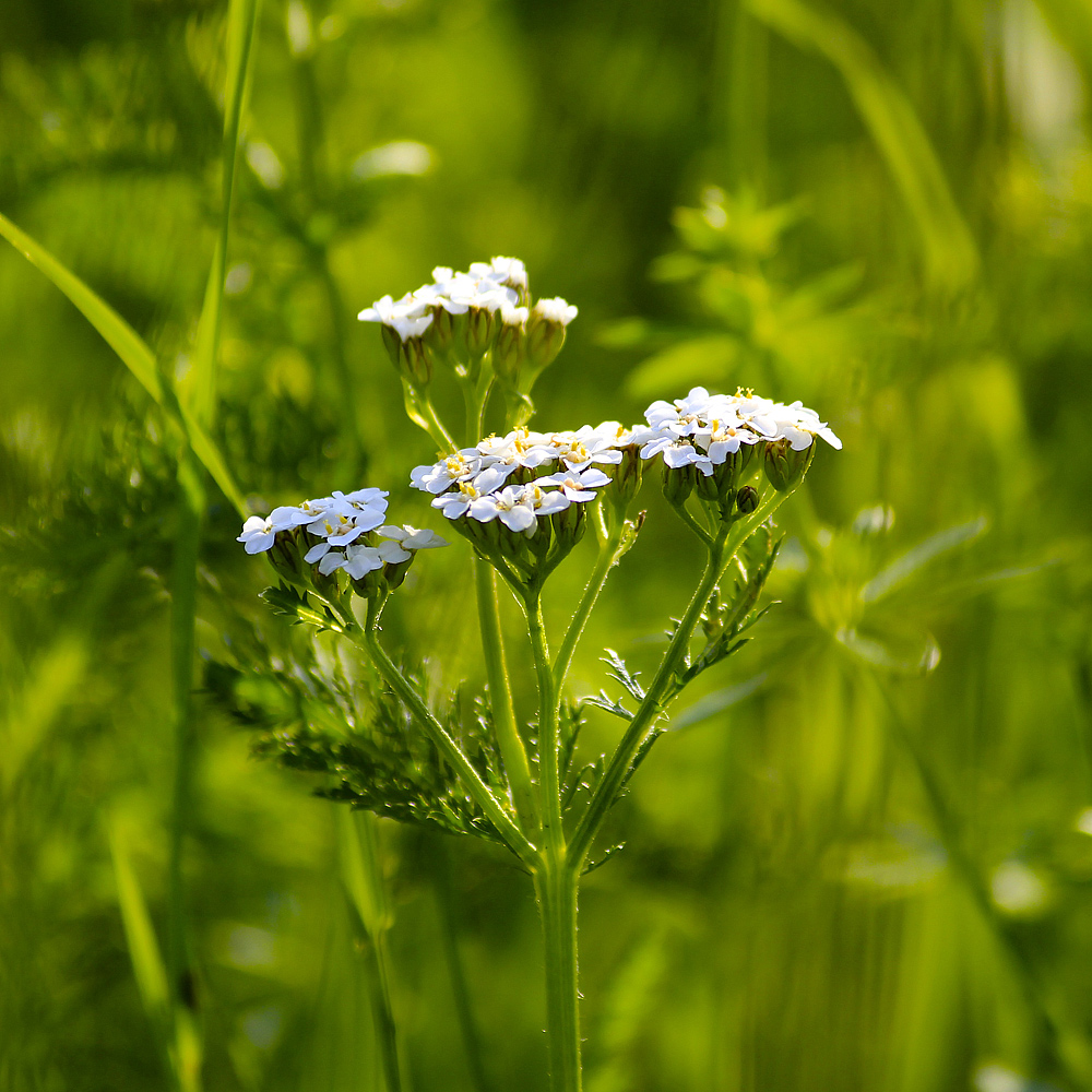 Kleinod am Wegesrand