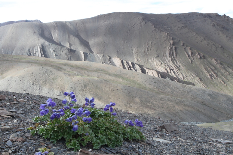 Kleinod in der Steinwüste Ladakhs auf 5400m Höhe