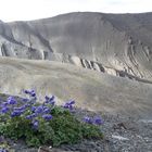 Kleinod in der Steinwüste Ladakhs auf 5400m Höhe