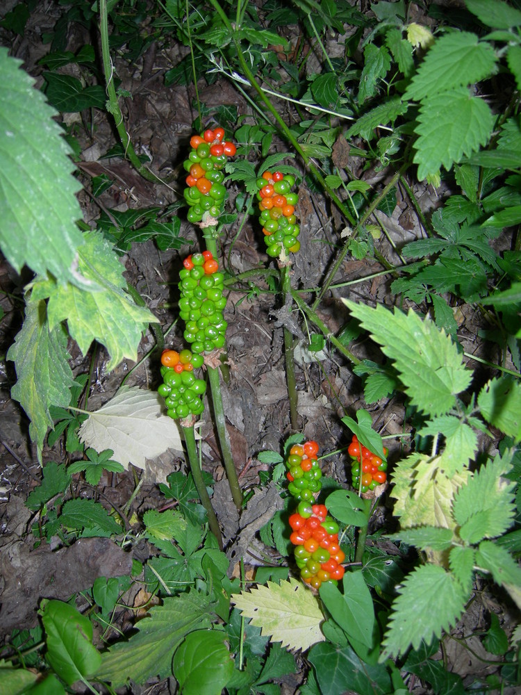 Kleinode der Natur.