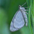 Kleinschmetterling