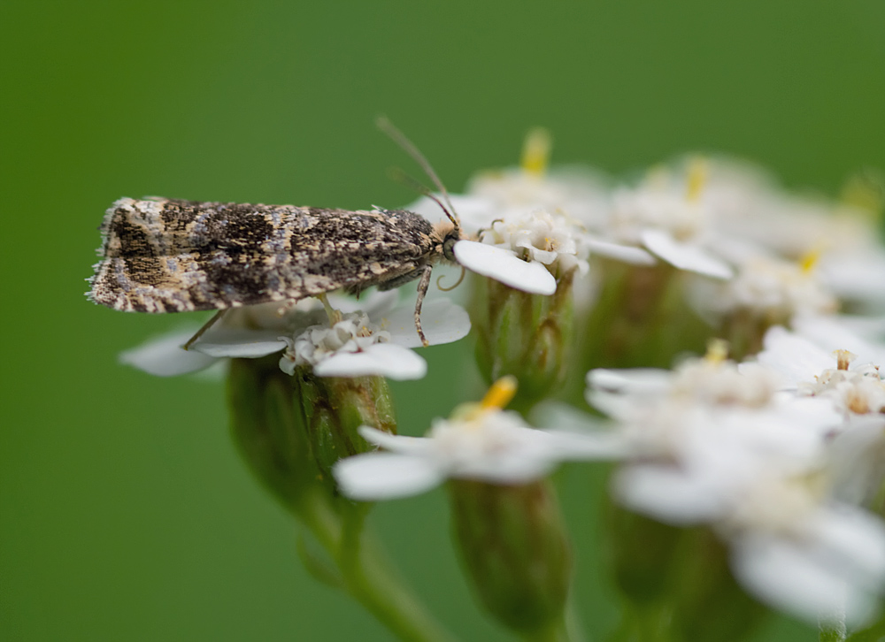 Kleinschmetterling