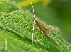  Kleinschmetterling