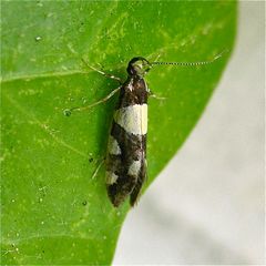 Kleinschmetterling, an altem Holz: Birken-Faulholzmotte (Eratophyes amasiella)