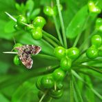 Kleinschmetterling an Bärlauch