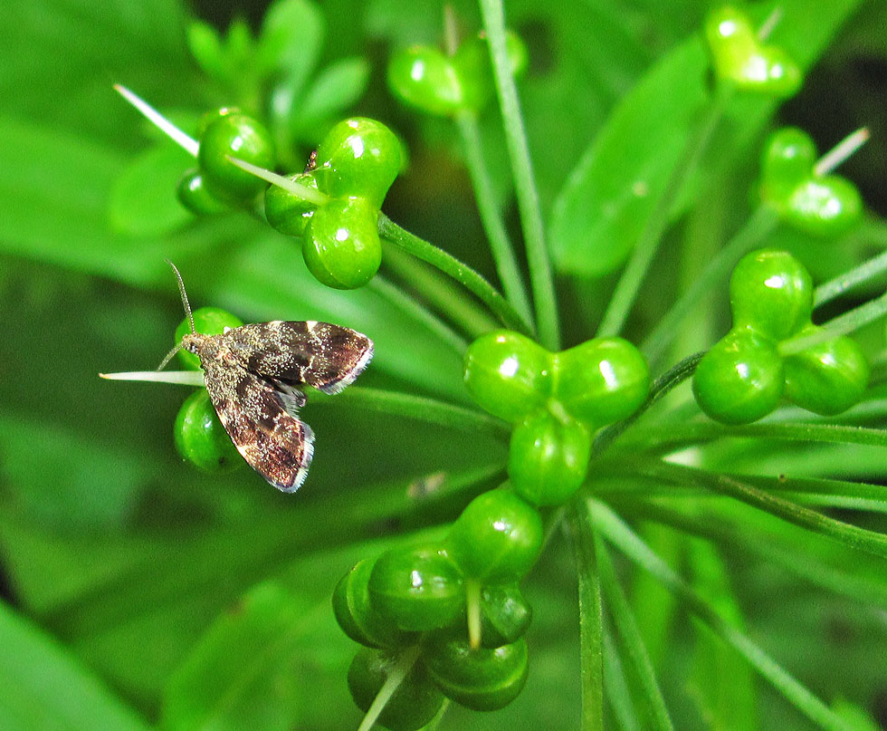 Kleinschmetterling an Bärlauch