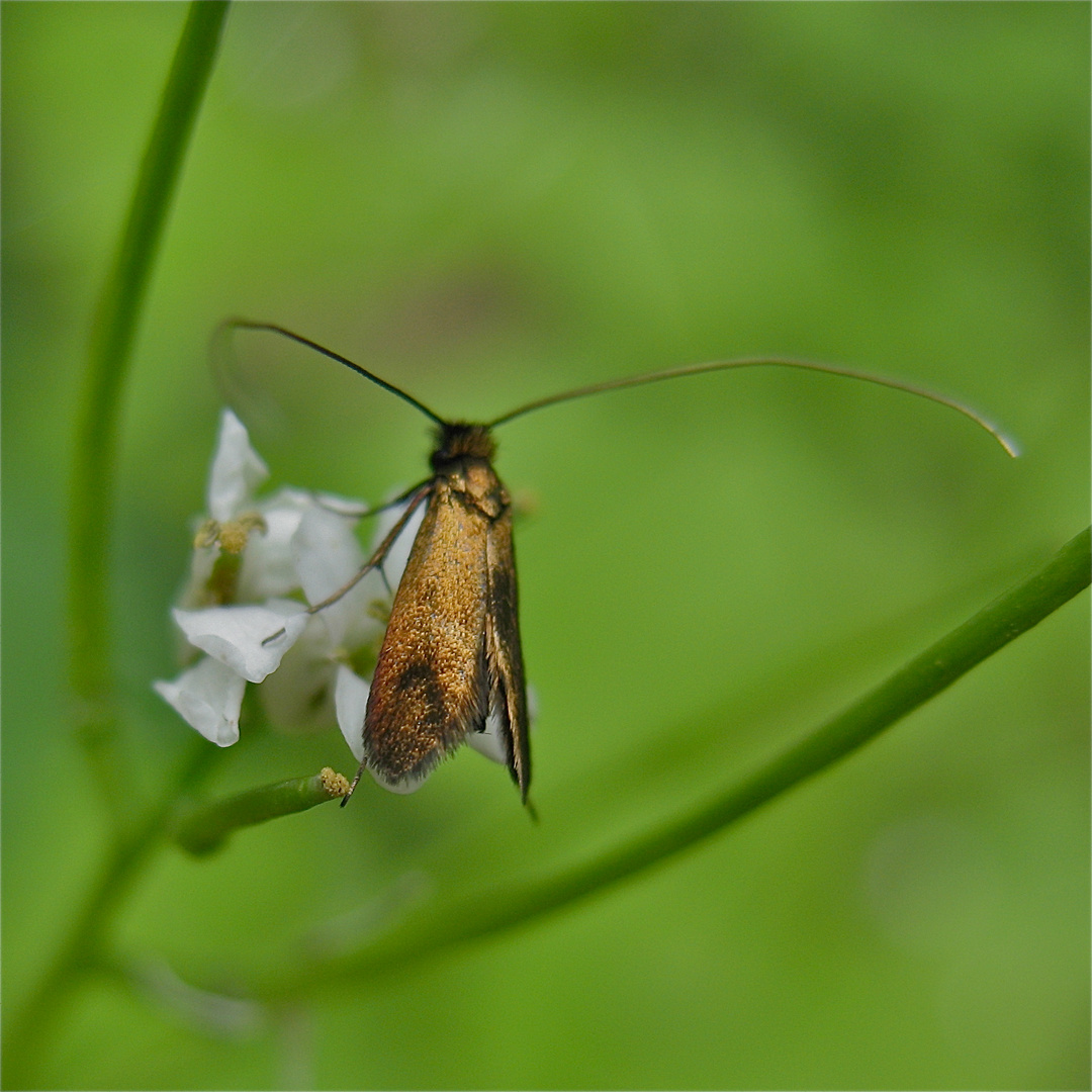 Kleinschmetterling Cauchas rufimitrella - ein goldbestäubtes Schmuckstück