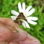 Kleinschmetterling