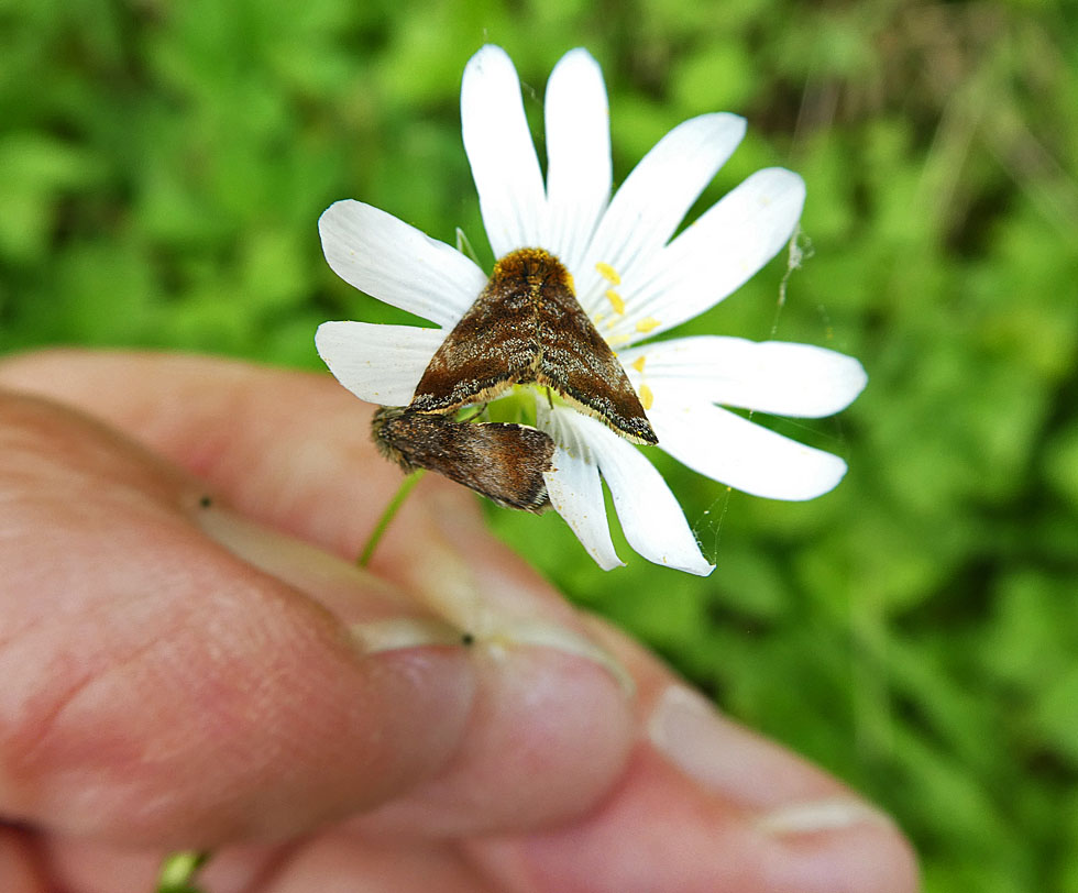 Kleinschmetterling