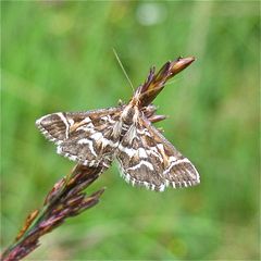 Kleinschmetterling: Diasemia retcularis