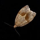 Kleinschmetterling (Microlepidoptera), dessen Namen ich suche