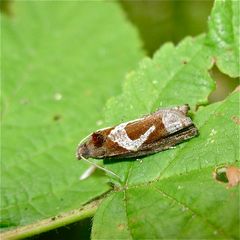 Kleinschmetterling, Name folgt