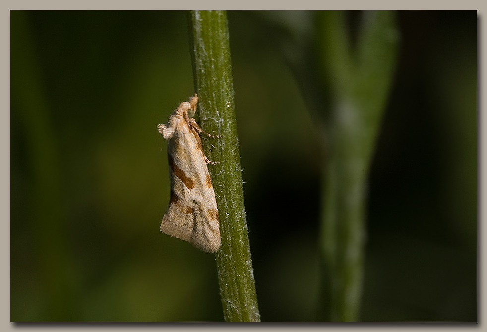 Kleinschmetterling namens Schalenwickler