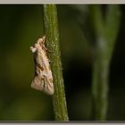 Kleinschmetterling namens Schalenwickler