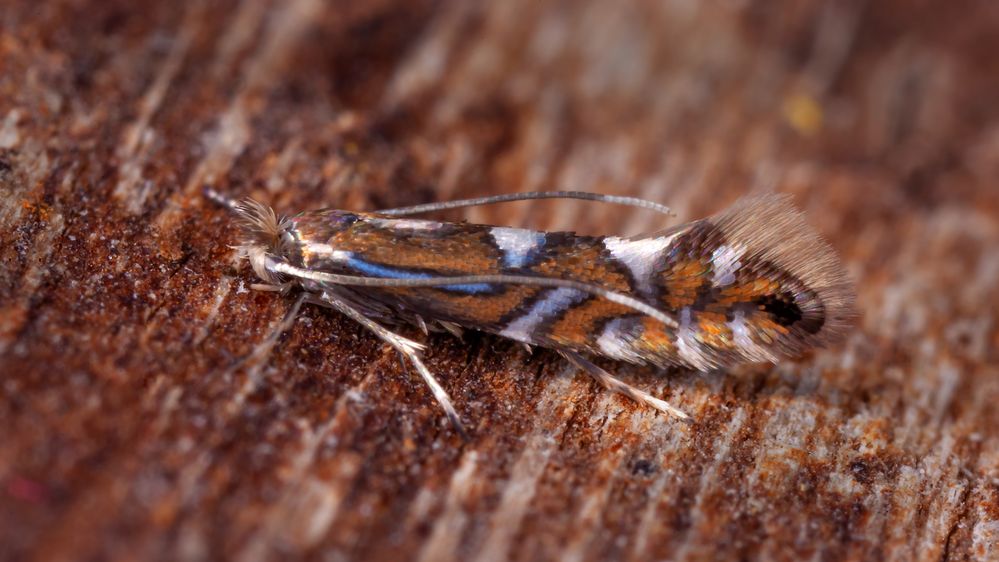 Kleinschmetterling von Schwarzerle