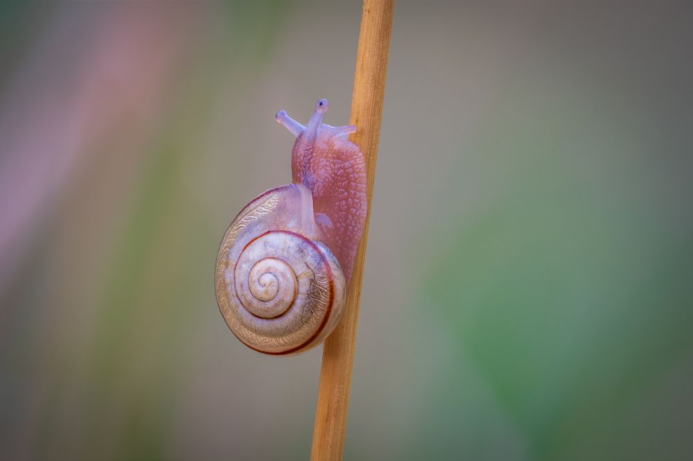 Kleinschnecke