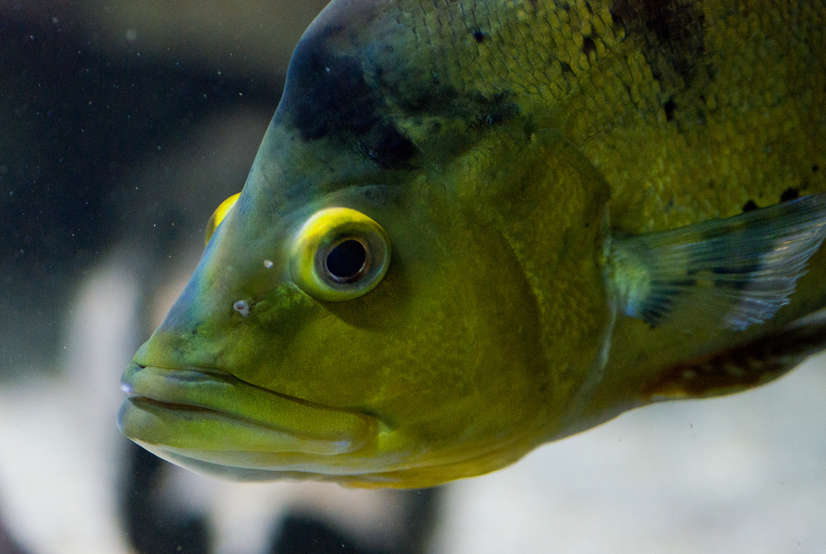 Kleinschuppen-Tigerbarsch, fotografiert im Aquarium des Münchner Tierparkes Hellabrunn