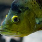 Kleinschuppen-Tigerbarsch, fotografiert im Aquarium des Münchner Tierparkes Hellabrunn