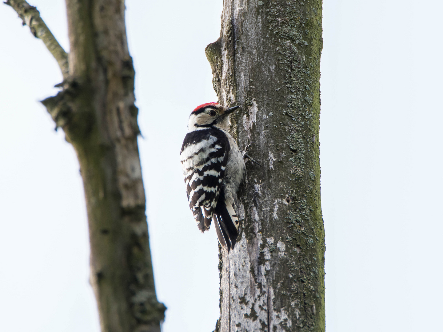 Kleinspecht aus den Rheinauen