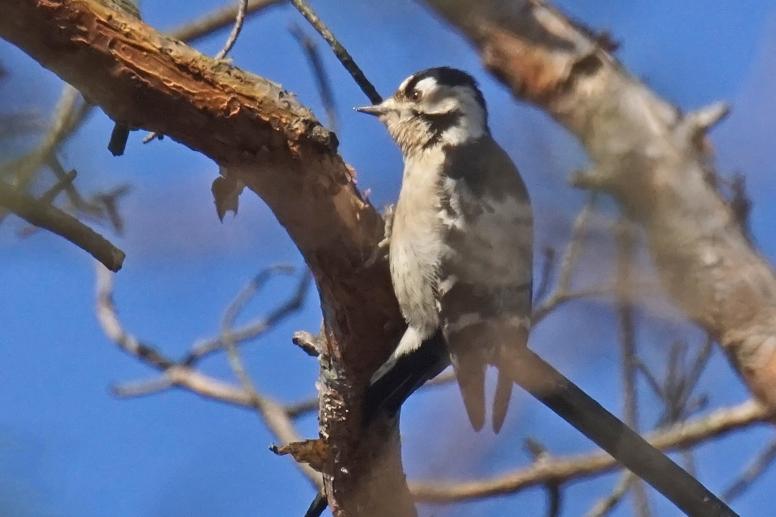 Kleinspecht (Dryobates minor), Weibchen