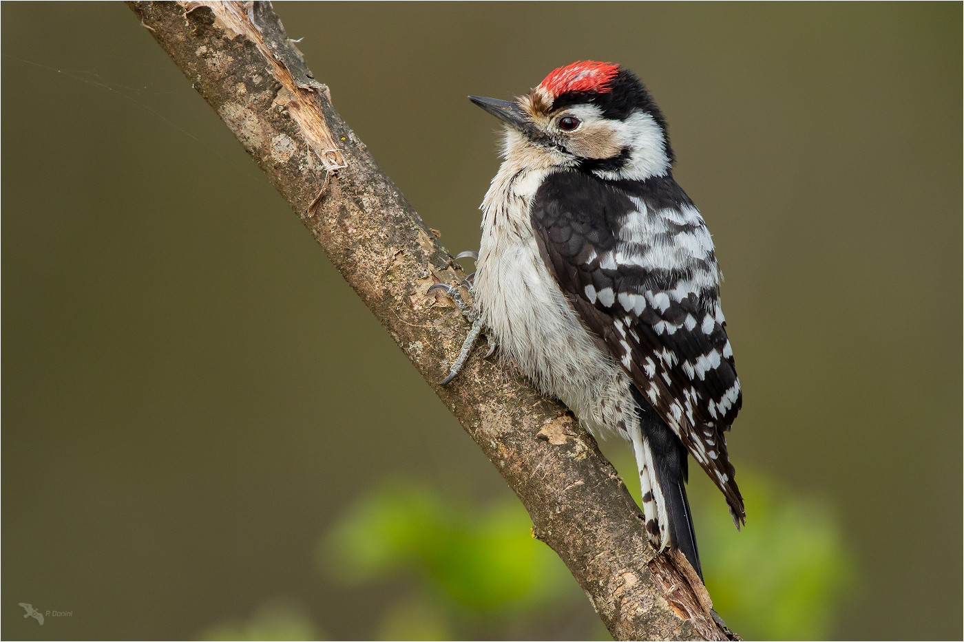 Kleinspecht Bilder: Unleash Your Inner Artist with Fun & Easy Drawings!