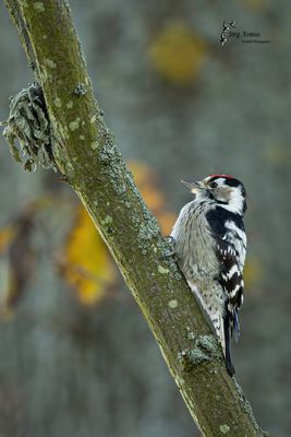 Kleinspecht // Öland