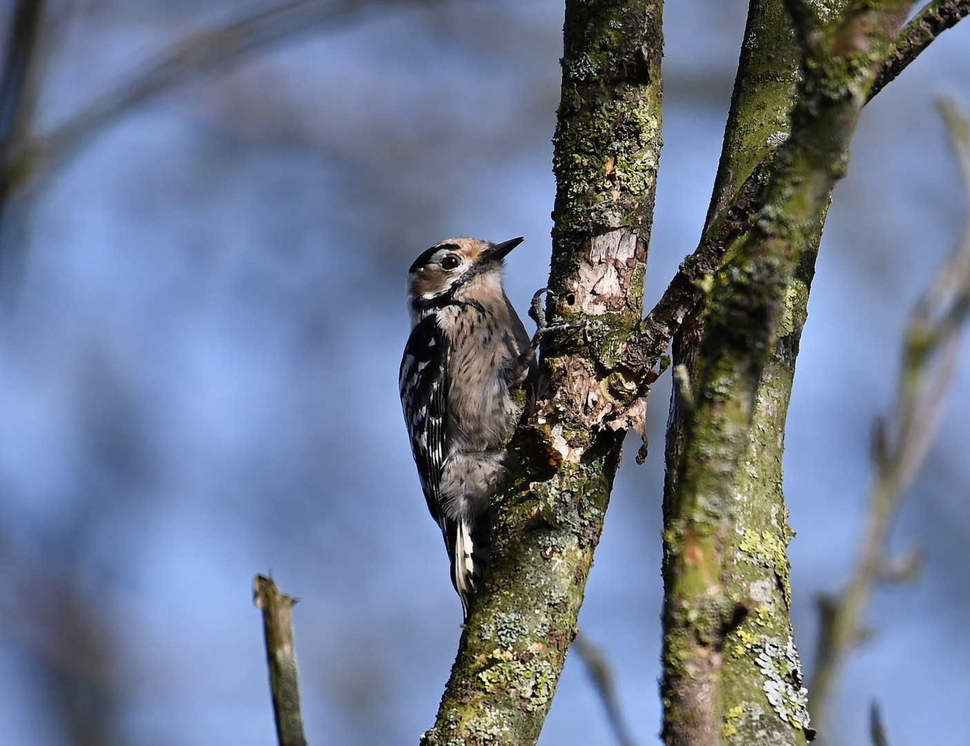 KLeinspecht -w-