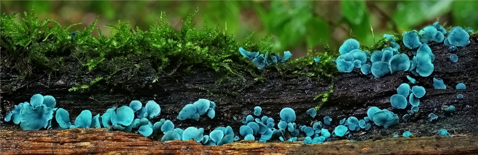 Kleinsporige Grünspanbecherlinge (Chlorociboria aeruginascens)