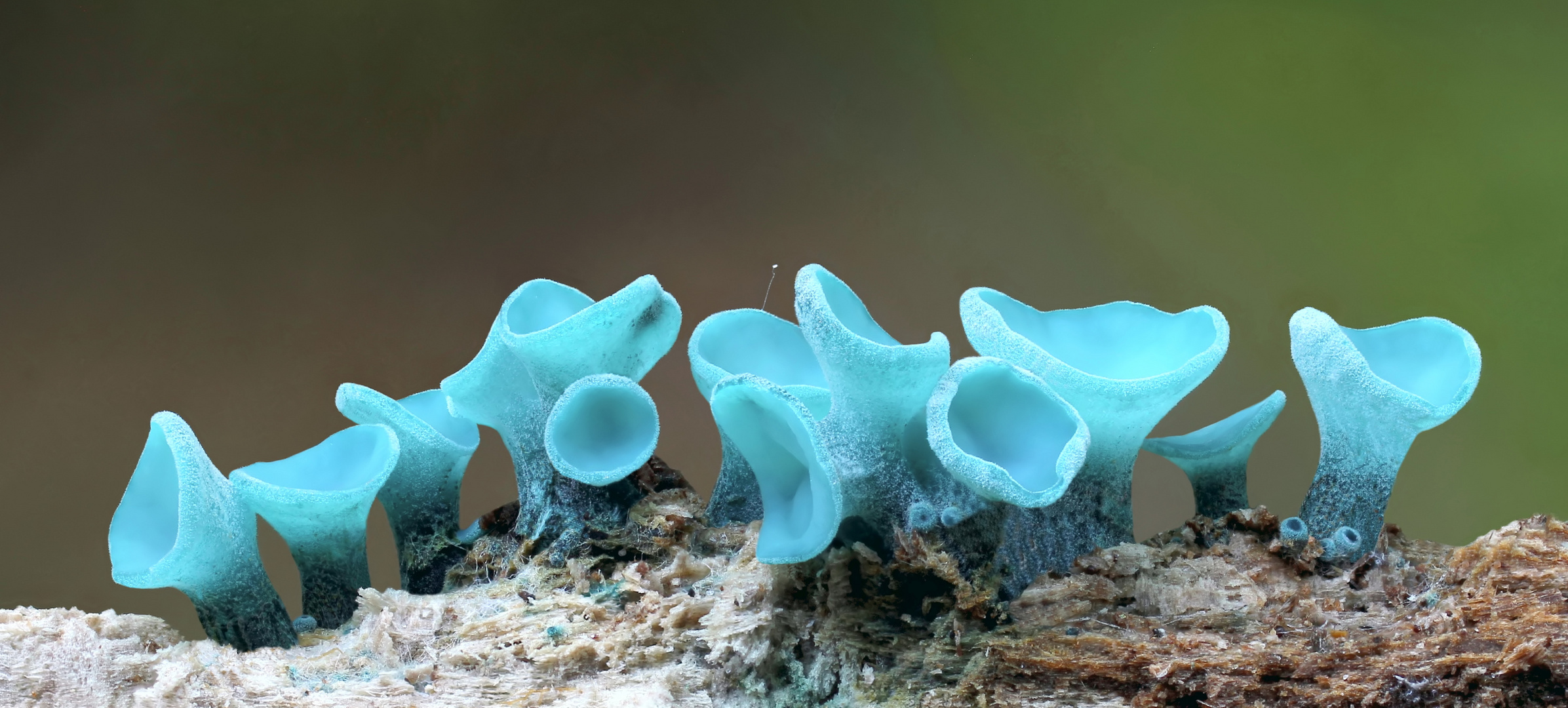 Kleinsporige Grünspanbecherlinge (Chlorociboria aeruginascens)