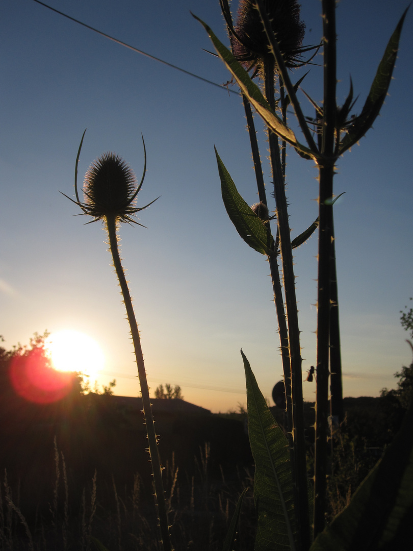 Kleinstadtsommer