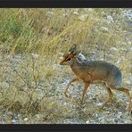 Kleinste Antilope