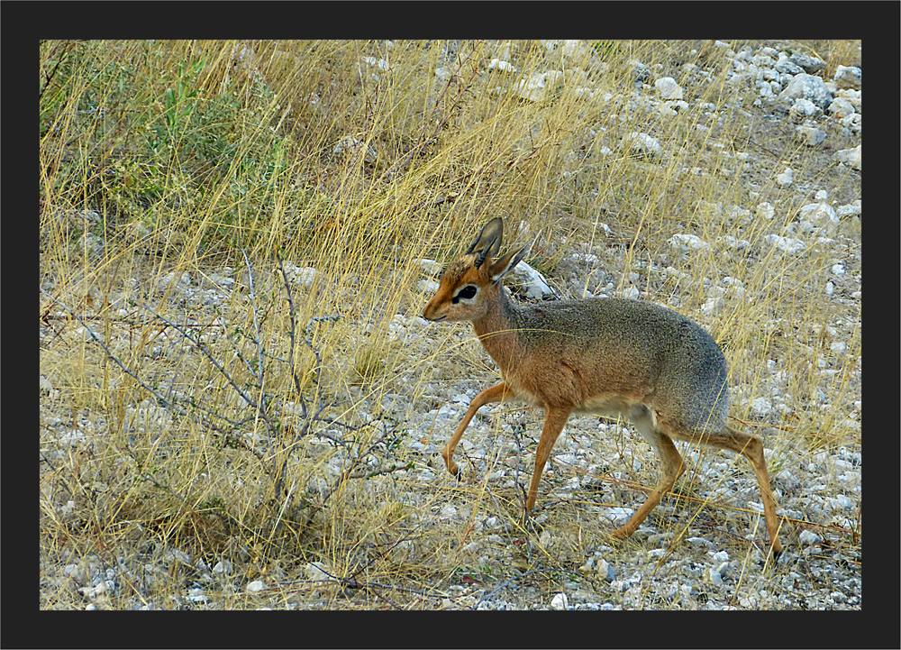 Kleinste Antilope