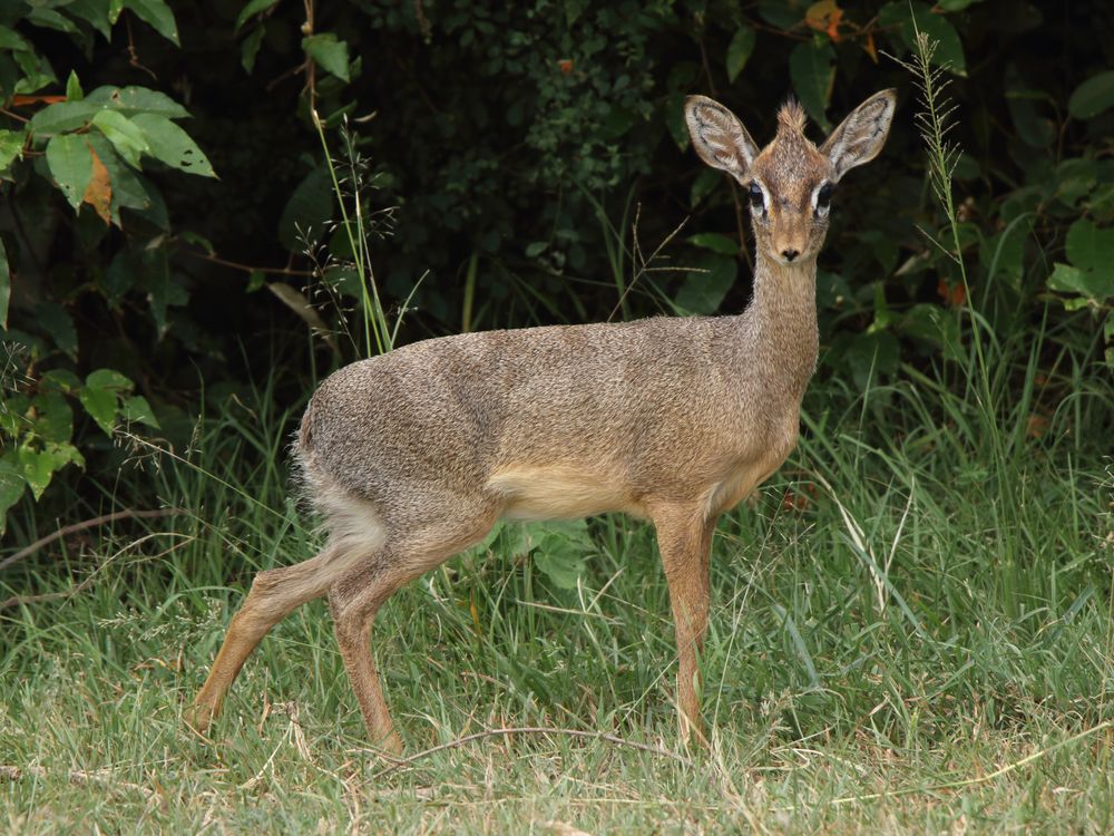 Kleinste Antilope