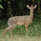 Kleinste Antilope